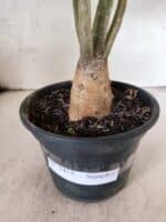 Planta Simples 3455 – 35cm – 03 anos - Imagem 6