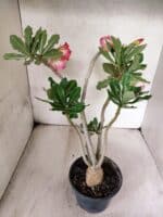 Planta Simples 3455 – 35cm – 03 anos - Imagem 5