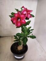 Planta Simples 3456 – 30cm – 02 anos - Imagem 2