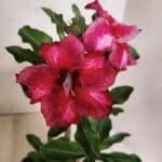 Planta Simples 3456 – 30cm – 02 anos