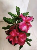 Planta Simples 3456 – 30cm – 02 anos - Imagem 4