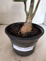 Planta Simples 3456 – 30cm – 02 anos - Imagem 5