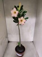 Planta Simples 3455 – 35cm – 03 anos - Imagem 2