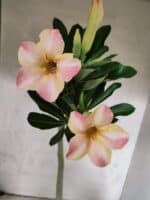 Planta Simples 3455 – 35cm – 03 anos - Imagem 5