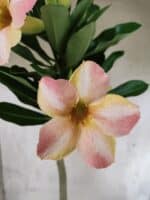 Planta Simples 3455 – 35cm – 03 anos - Imagem 3