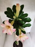 Planta Simples 3455 – 35cm – 03 anos - Imagem 6