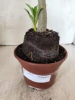 Planta Simples 3455 – 35cm – 03 anos - Imagem 7