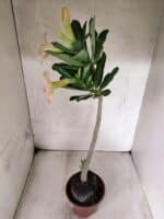 Planta Simples 3455 – 35cm – 03 anos - Imagem 8