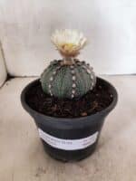 MATRIZ ASTROPHYTUM ASTERIAS "NUDUM" Nº 1055 – vaso 15 - Imagem 2