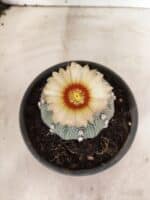 MATRIZ ASTROPHYTUM ASTERIAS "NUDUM" Nº 1055 – vaso 15 - Imagem 3