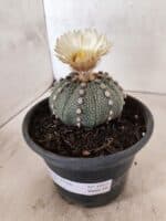 MATRIZ ASTROPHYTUM ASTERIAS "NUDUM" Nº 1055 – vaso 15 - Imagem 9
