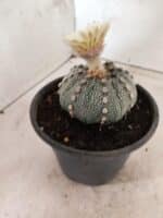 MATRIZ ASTROPHYTUM ASTERIAS "NUDUM" Nº 1055 – vaso 15 - Imagem 8