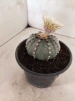 MATRIZ ASTROPHYTUM ASTERIAS "NUDUM" Nº 1055 – vaso 15 - Imagem 7