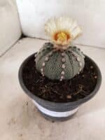 MATRIZ ASTROPHYTUM ASTERIAS "NUDUM" Nº 1055 – vaso 15 - Imagem 6