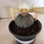 MATRIZ ASTROPHYTUM ASTERIAS "NUDUM" Nº 1055 – vaso 15