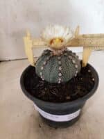 MATRIZ ASTROPHYTUM ASTERIAS "NUDUM" Nº 1055 – vaso 15