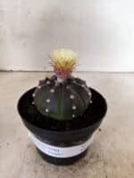 ASTROPHYTUM ASTERIAS “Purple”  Nº 1050 – vaso 11 - Imagem 2