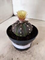 ASTROPHYTUM ASTERIAS “Purple”  Nº 1050 – vaso 11 - Imagem 8