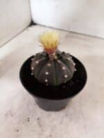 ASTROPHYTUM ASTERIAS “Purple”  Nº 1050 – vaso 11 - Imagem 7