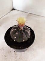 ASTROPHYTUM ASTERIAS “Purple”  Nº 1050 – vaso 11 - Imagem 6