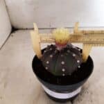 ASTROPHYTUM ASTERIAS “Purple”  Nº 1050 – vaso 11