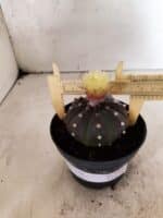 ASTROPHYTUM ASTERIAS “Purple”  Nº 1050 – vaso 11