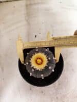 ASTROPHYTUM ASTERIAS “Purple”  Nº 1050 – vaso 11 - Imagem 5