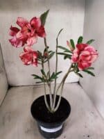 Planta Dobrada 3838 – 30cm – 02 anos - Imagem 2