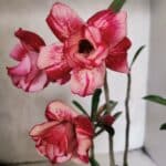 Planta Dobrada 3838 – 30cm – 02 anos