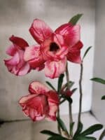 Planta Dobrada 3838 – 30cm – 02 anos