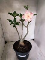 Planta Dobrada 3839 – 40cm – 03 anos - Imagem 2