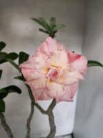 Planta Dobrada 3839 – 40cm – 03 anos - Imagem 6