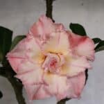 Planta Dobrada 3839 – 40cm – 03 anos