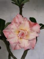 Planta Dobrada 3839 – 40cm – 03 anos