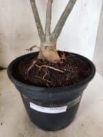 Planta Dobrada 3839 – 40cm – 03 anos - Imagem 5