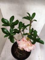 Planta Dobrada 3839 – 40cm – 03 anos - Imagem 4