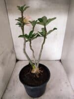 Planta Dobrada 3839 – 40cm – 03 anos - Imagem 7