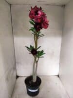 Planta Dobrada 3840 – 35cm – 03 anos - Imagem 2