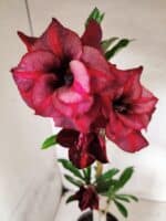 Planta Dobrada 3840 – 35cm – 03 anos - Imagem 5