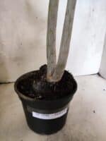 Planta Dobrada 3840 – 35cm – 03 anos - Imagem 7