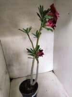 Planta Dobrada 3840 – 35cm – 03 anos - Imagem 6