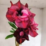 Planta Dobrada 3840 – 35cm – 03 anos