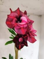 Planta Dobrada 3840 – 35cm – 03 anos