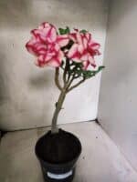 Planta Dobrada 3841 – 30cm – 03 anos - Imagem 2