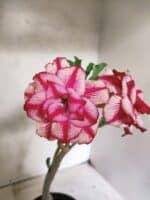 Planta Dobrada 3841 – 30cm – 03 anos - Imagem 7