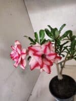 Planta Dobrada 3841 – 30cm – 03 anos - Imagem 5