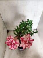 Planta Dobrada 3841 – 30cm – 03 anos - Imagem 4