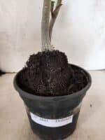 Planta Dobrada 3841 – 30cm – 03 anos - Imagem 8