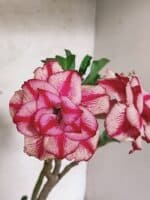 Planta Dobrada 3841 – 30cm – 03 anos