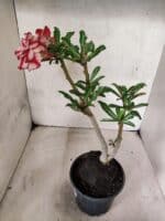 Planta Dobrada 3841 – 30cm – 03 anos - Imagem 6